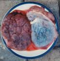 Care for some placenta?